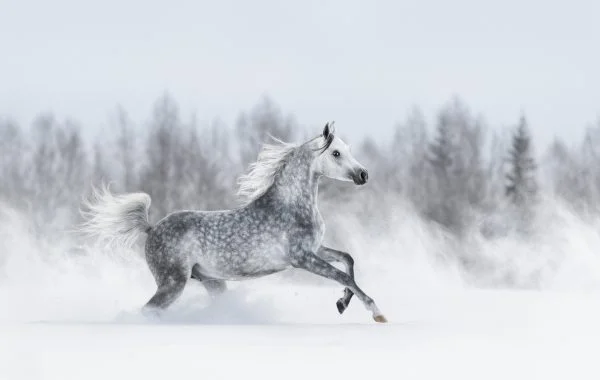 Flacon d'huile CBD pour chevaux : Soulagement naturel pour la santé équine.