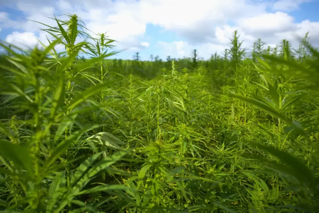 Champ de plants de cannabis Levity CBD baigné de lumière naturelle. Les feuilles vertes vibrantes captent l'énergie du soleil, témoignant de la vitalité de la culture de Cannabis Sativa.