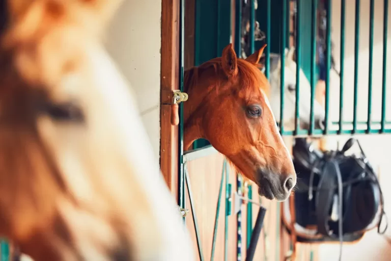 Un cheval marron clair avec une crinière sombre se tenant dans un pré, les oreilles légèrement en arrière et les yeux ouverts, montrant des signes de stress.