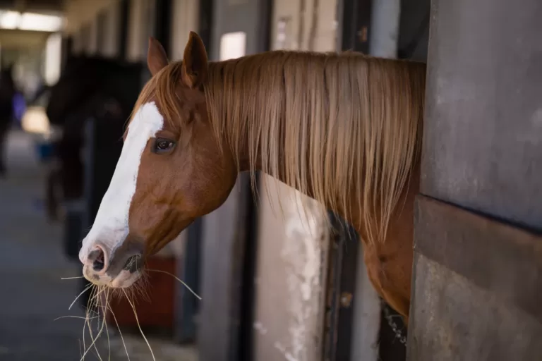 Un cheval dans son paddock, montrant des signes de stress, illustrant la nécessité de traitements naturels pour apaiser le stress équin.